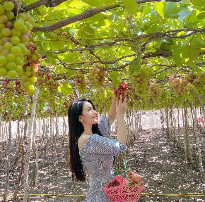 Du khách tham quan, chụp ảnh tại vườn nho ở Khánh Hòa. Ảnh: Sưu tầm