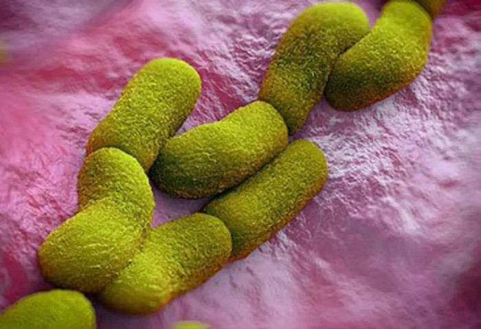 Hình minh họa vi khuẩn Yersinia pestis gây bệnh dịch hạch phổi (sitecore\pstock).