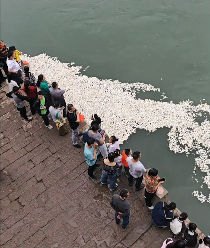 Đang cho cá ăn, nhiều du khách bất ngờ chứng kiến cảnh tượng khó tin trên mặt sông Ảnh 2