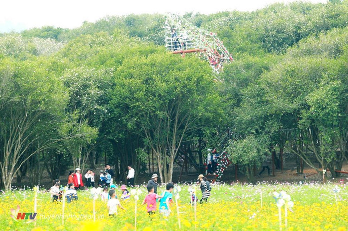 Du khách đến tham quan, chụp ảnh tại rừng hoa sở Việt An. Ảnh: Truyền hình Nghệ An