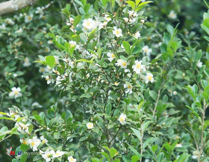 Quê bà xã Hồ Văn Cường vào mùa hoa sở, một góc xứ Nghệ bỗng đẹp nên thơ Ảnh 6