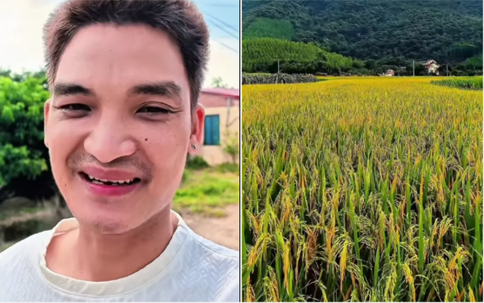 Mạc Văn Khoa chia sẻ hình ảnh lúa chín quê nhà.