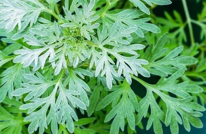 Loại rau được xem như bí quyết 'trường sinh bất lão' của chị em phụ nữ Ảnh 2