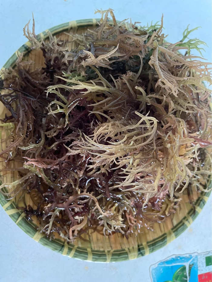 Rau cum cúm ở Quảng Ngãi chỉ có theo mùa, có nhiều nhất ở Lý Sơn.