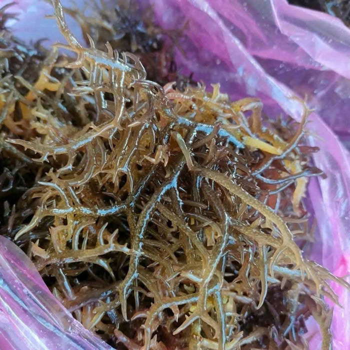 Loại rau với cái tên nhiều người chưa từng nghe qua, là đặc sản chỉ có theo mùa ở Quảng Ngãi Ảnh 2