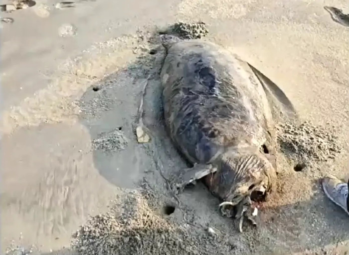 Phát hiện xác sinh vật được mệnh danh là 'nàng tiên cá', người dân xôn xao Ảnh 1