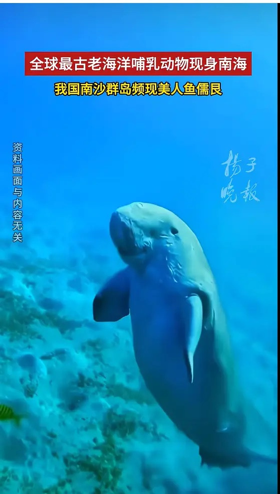 Phát hiện xác sinh vật được mệnh danh là 'nàng tiên cá', người dân xôn xao Ảnh 2