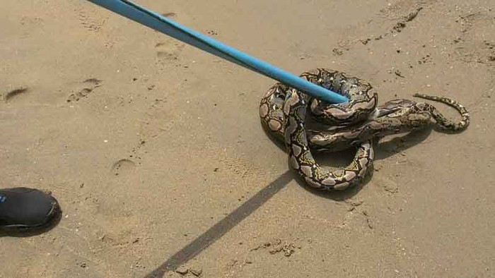 Sinh vật đáng sợ trôi vào bãi biển, khách du lịch hoảng loạn bỏ chạy Ảnh 2