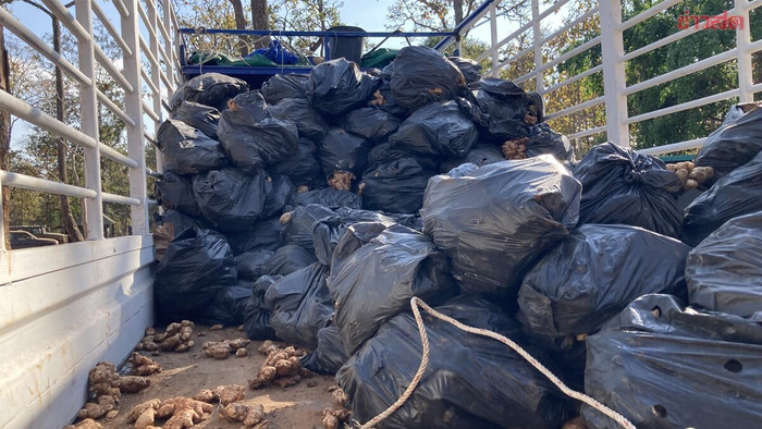 Cảnh sát kiểm tra đột xuất xe tải chở gừng, sửng sốt thứ được giấu bên trong Ảnh 2