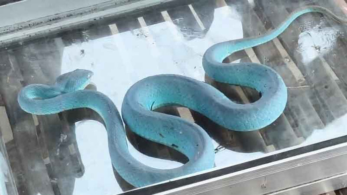 Người phụ nữ bắt được con rắn màu xanh lam kỳ lạ, dân làng kéo nhau đến xem Ảnh 2