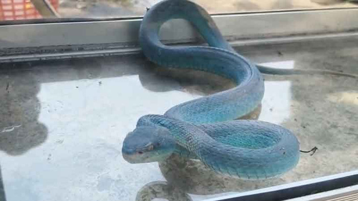 Người phụ nữ bắt được con rắn màu xanh lam kỳ lạ, dân làng kéo nhau đến xem Ảnh 1