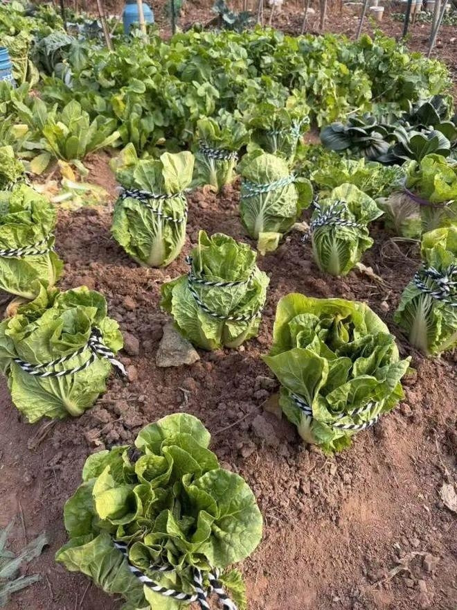 Gửi cho bạn quen trên mạng giỏ rau tự trồng, người phụ nữ bàng hoàng khi nhận 'quà đáp lễ' Ảnh 2