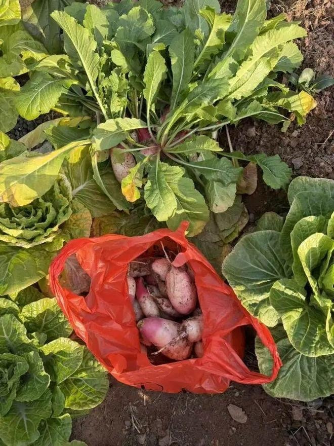 Gửi cho bạn quen trên mạng giỏ rau tự trồng, người phụ nữ bàng hoàng khi nhận 'quà đáp lễ' Ảnh 3