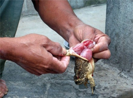 3 bộ phận của động vật cực độc nhưng nhiều người vẫn vô tư ăn, nhất là món thứ 3 Ảnh 1