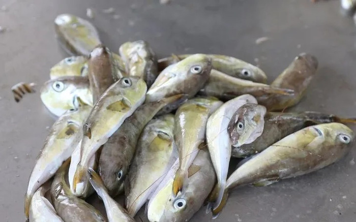 3 bộ phận của động vật cực độc nhưng nhiều người vẫn vô tư ăn, nhất là món thứ 3 Ảnh 3