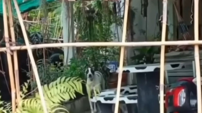 Đàn vịt nuôi liên tục bị cắn chết, người phụ nữ tức giận khi biết 'thủ phạm' Ảnh 1