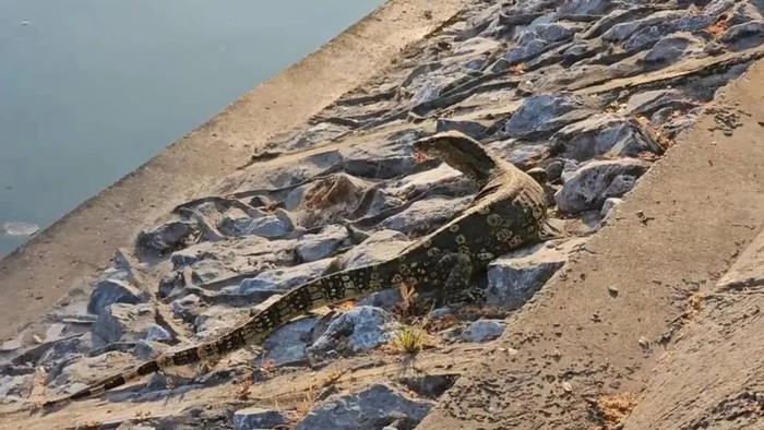 Gần 300 sinh vật 'xâm chiếm' ngôi làng, người dân lo lắng Ảnh 3