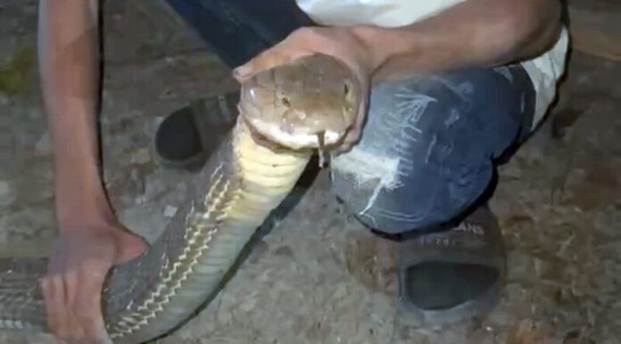 Nghe tiếng động lạ ở chuồng gà, chủ nhà kinh hoàng khi thấy con rắn hổ mang chúa 'cỡ đại' Ảnh 2