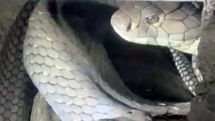 Nghe tiếng động lạ ở chuồng gà, chủ nhà kinh hoàng khi thấy con rắn hổ mang chúa 'cỡ đại' Ảnh 1