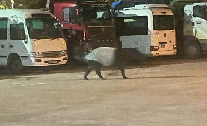 Sinh vật quý hiếm xuất hiện tại bãi đậu xe, người dân xôn xao Ảnh 1