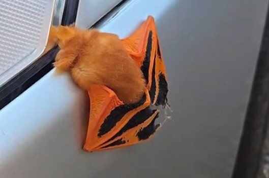 Phát hiện con vật lạ đậu trên xe, người phụ nữ 'sốc nặng' khi lại gần kiểm tra Ảnh 2