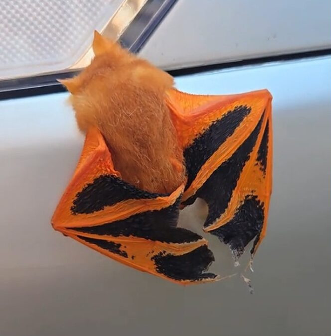 Phát hiện con vật lạ đậu trên xe, người phụ nữ 'sốc nặng' khi lại gần kiểm tra Ảnh 1