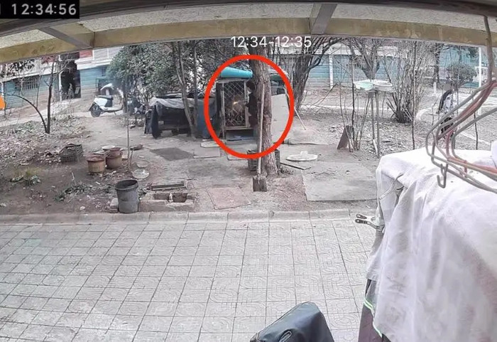 Lồng nuôi chó bốc cháy dữ dội khiến người chủ đau xót, kiểm tra camera thì mới rõ sự thật Ảnh 1