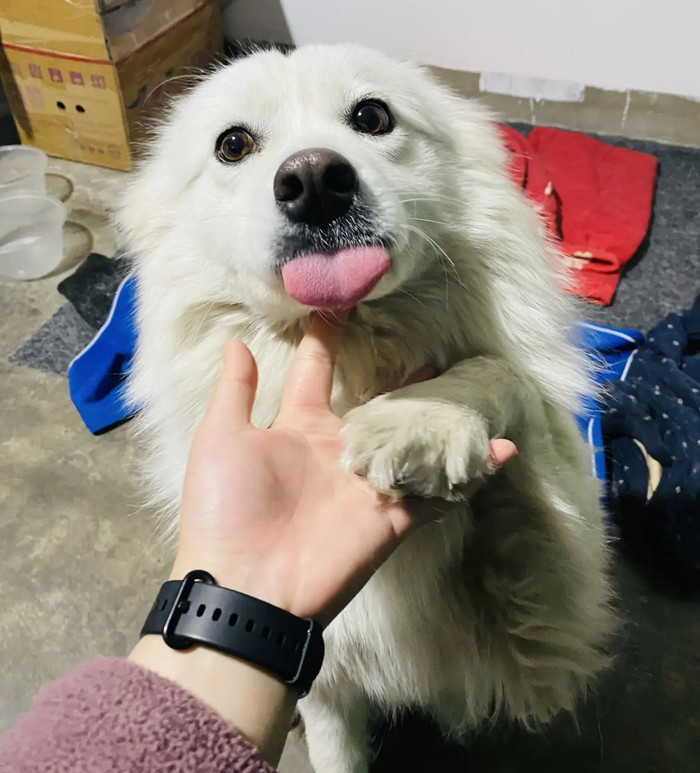 Lồng nuôi chó bốc cháy dữ dội khiến người chủ đau xót, kiểm tra camera thì mới rõ sự thật Ảnh 3