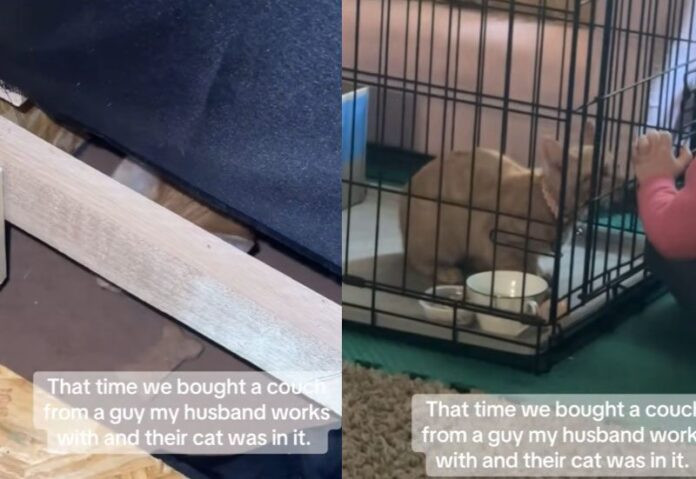 Mua ghế sofa cũ, cặp vợ chồng 'đứng tim' khi phát hiện vị khách nằm bên trong Ảnh 2