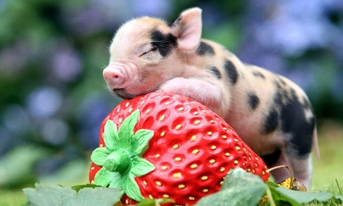 Tưởng chừng vận may chưa tới, nhưng từ nay đến vài tháng nữa 4 con giáp này có thể đón nhiều cơ hội bất ngờ Ảnh 4