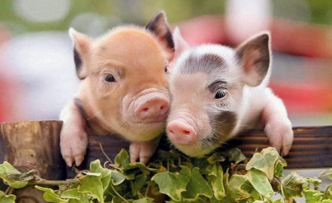 Vận trình đảo chiều: 4 con giáp từng rất lận đận nhưng càng về sau may mắn càng dồn dập Ảnh 4