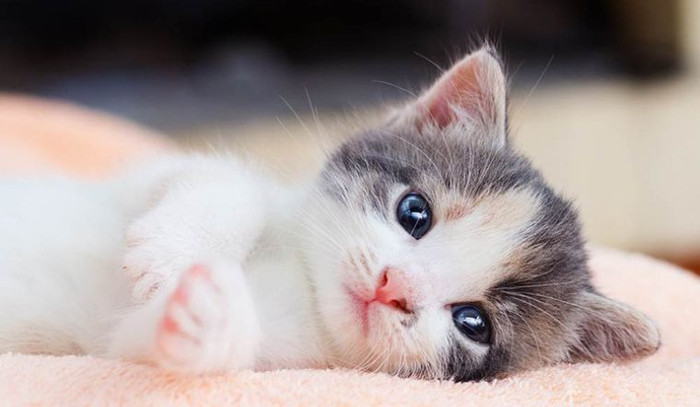 Không phải người nổi bật nhất, nhưng 3 con giáp này lại dễ gặp cơ hội tốt trong thời gian tới Ảnh 2