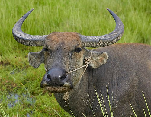 Không quá nổi bật nhưng 4 con giáp dễ gặp thời, cơ hội liên tục mở ra Ảnh 1