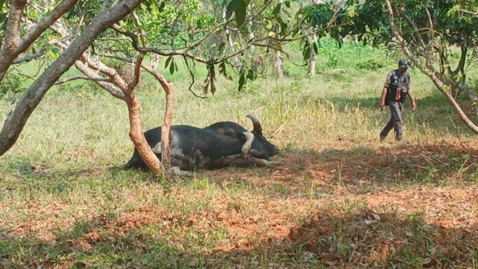 Đi thăm vườn nhãn, người phụ nữ phát hiện con vật khổng lồ trong tình trạng thương tâm Ảnh 2