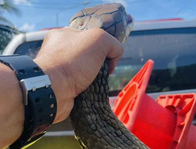 Nghe tiếng động dưới gầm giường, chủ nhà kinh hoàng phát hiện con rắn hổ mang chúa khổng lồ Ảnh 2