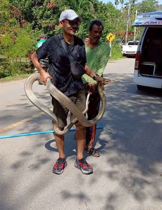 Nghe tiếng động dưới gầm giường, chủ nhà kinh hoàng phát hiện con rắn hổ mang chúa khổng lồ Ảnh 1