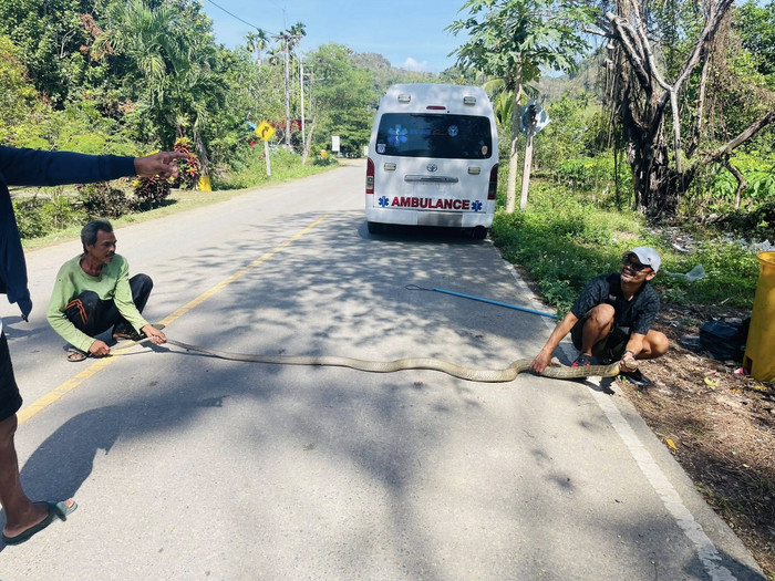 Nghe tiếng động dưới gầm giường, chủ nhà kinh hoàng phát hiện con rắn hổ mang chúa khổng lồ Ảnh 3