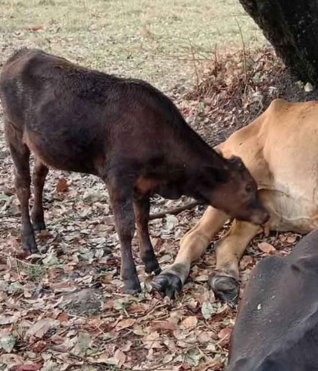 Nghe tiếng sét đánh ngoài đồng, người phụ nữ gục ngã sau khi chạy ra xem Ảnh 2
