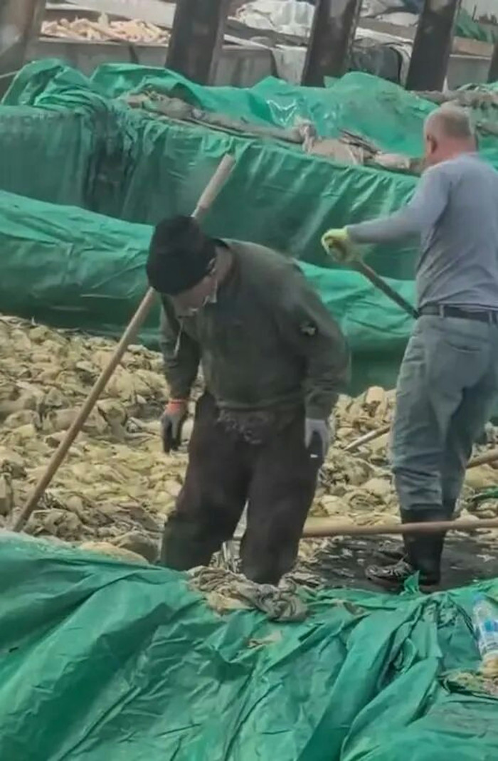 Phẫn nộ người đàn ông khạc nhổ vào thùng dưa cải muối bán ra thị trường Ảnh 1