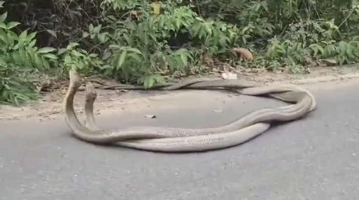 Hai con rắn hổ mang chúa xoắn vào nhau, cảnh tượng hiếm có khiến người dân sợ hãi Ảnh 2