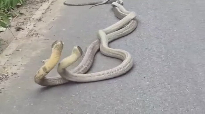 Hai con rắn hổ mang chúa xoắn vào nhau, cảnh tượng hiếm có khiến người dân sợ hãi Ảnh 3