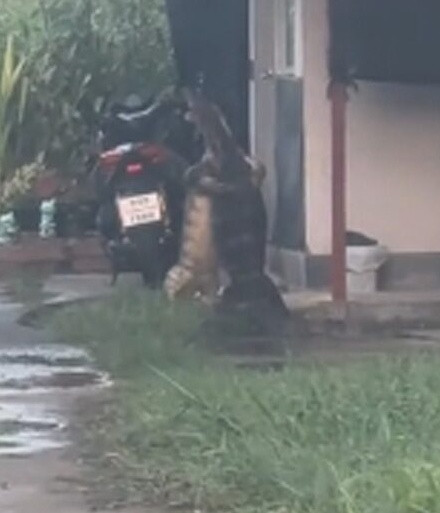 Thằn lằn khổng lồ xâm chiếm khu dân cư, người dân kinh hãi Ảnh 2