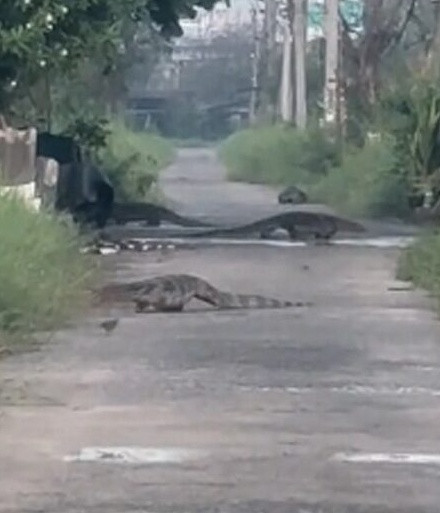 Thằn lằn khổng lồ xâm chiếm khu dân cư, người dân kinh hãi Ảnh 1