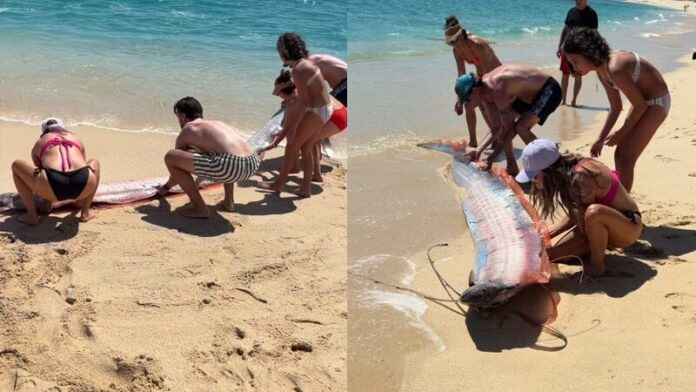 Sinh vật quý hiếm trôi dạt vào bãi biển, cảnh tượng khiến người dân lo lắng Ảnh 2