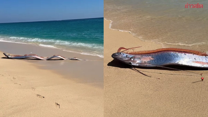 Sinh vật quý hiếm trôi dạt vào bãi biển, cảnh tượng khiến người dân lo lắng Ảnh 1