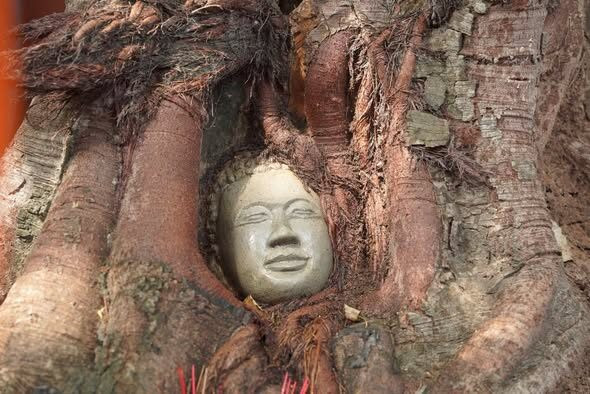 Đầu tượng Phật 'mọc' lên từ thân cây bồ đề, người dân ùn ùn đến xem Ảnh 3