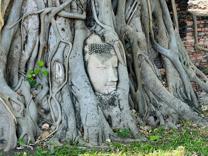 Đầu tượng Phật 'mọc' lên từ thân cây bồ đề, người dân ùn ùn đến xem Ảnh 1