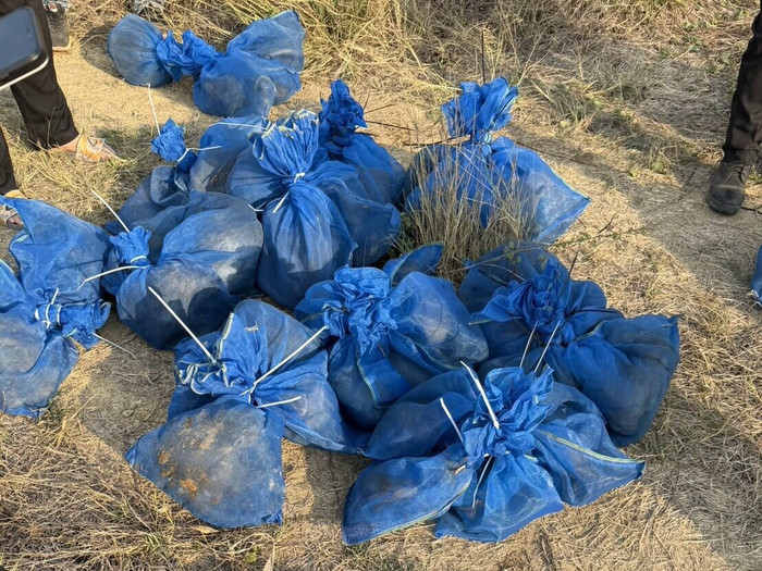 Phát hiện nhiều túi lưới ở ruộng mía, sửng sốt thứ được giấu bên trong Ảnh 2