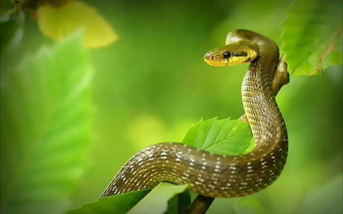 3 con giáp sống thực tế, ít khi chạy theo xu hướng nên tài chính khá ổn định Ảnh 2