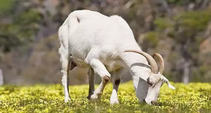 Những con giáp tiền bạc đến muộn nhưng một khi đã đến thì khó ai bì kịp Ảnh 3